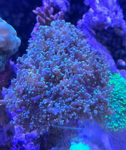coral