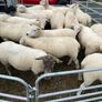 Organic sheep for Ballyjamesduff breeding sale Image 3