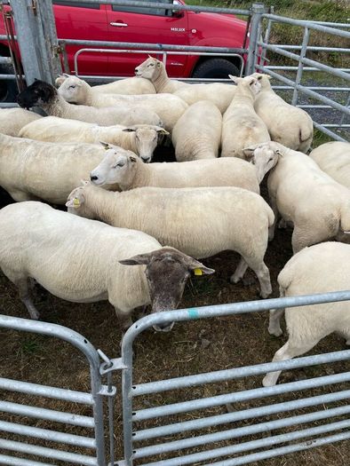 Organic sheep for Ballyjamesduff breeding sale