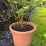 Garden Plant Bear's Breeches Image 3