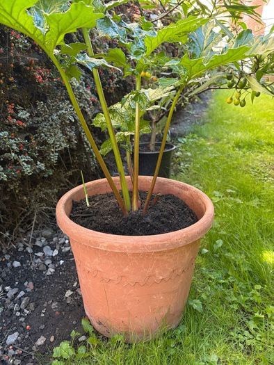 Garden Plant Bear's Breeches