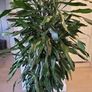 Dracaena Fragrans Burundii Image 2