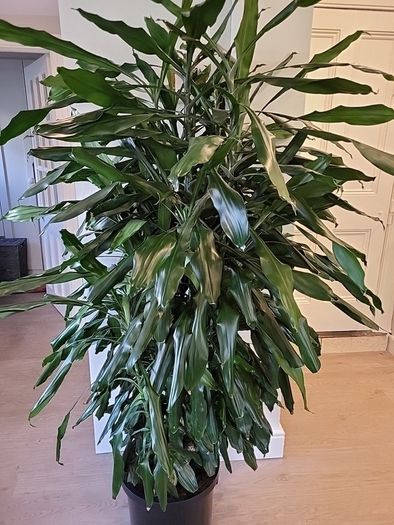 Dracaena Fragrans Burundii