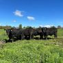 Kingdom Angus Image 6