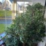 Mature Jade Plants Image 2