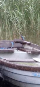 lake boats