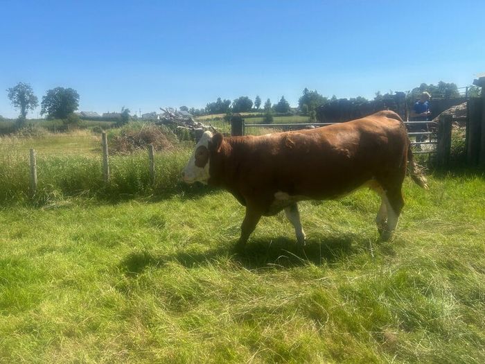 Springing and incalf heifers