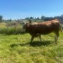 Springing and incalf heifers Image 3