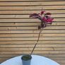 House Plants Image 7