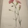 Old Carnations and Pinks First Edition Image 9