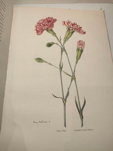 Old Carnations and Pinks First Edition