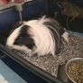 Guinea pig 2 male with accessories Image 2