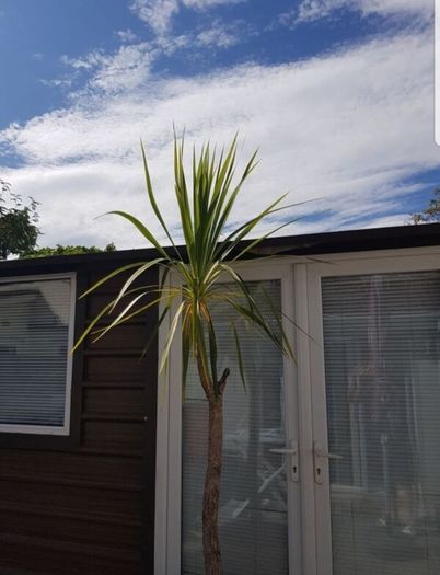 Palm Tree