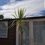 Palm Tree Image 2