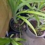 Organic Strawberry Plants Image 4