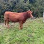 Top Quality Heifers Mohill Mart Saturday 31st Oct Image 7