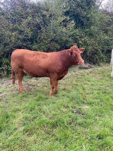 Top Quality Heifers Mohill Mart Saturday 31st Oct
