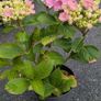 Hydrangea Image 5