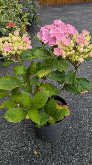 Hydrangea