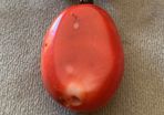 Red Coral Pendant