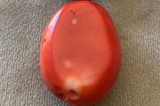 Red Coral Pendant