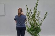 Grisselina hedging