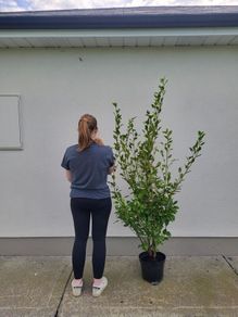 Grisselina hedging