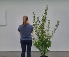 Grisselina hedging