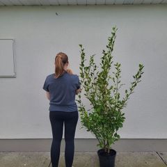 Grisselina hedging