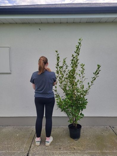 Grisselina hedging