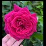 roses plants Image 2