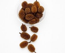 Casuarina Cones 80 ml - natural tannins for your aquarium