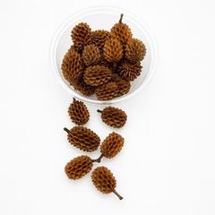 Casuarina Cones 80 ml - natural tannins for your aquarium