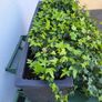Hedera trough Image 6