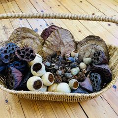 Bioactive vivarium supplies