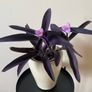 Houseplant Tradescantia Purple Heart/ Pallida Image 4