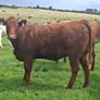 Springers Image 6