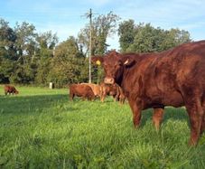 InCalf 4 & 5 Star Stabiliser X Heifers