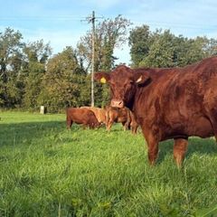 InCalf 4 & 5 Star Stabiliser X Heifers