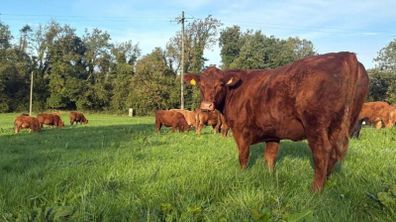 InCalf 4 & 5 Star Stabiliser X Heifers