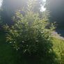 Mature Sweet Chestnut Tree  210cm Tall x 160cm Wide Image 2