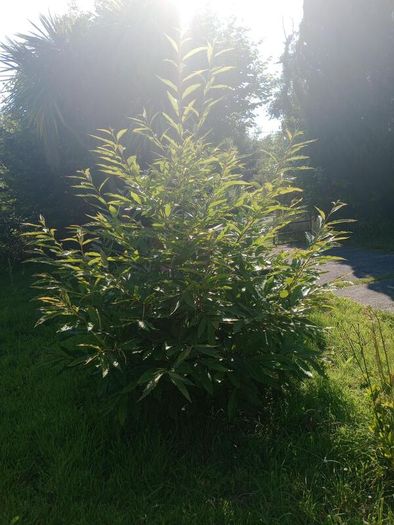 Mature Sweet Chestnut Tree  210cm Tall x 160cm Wide