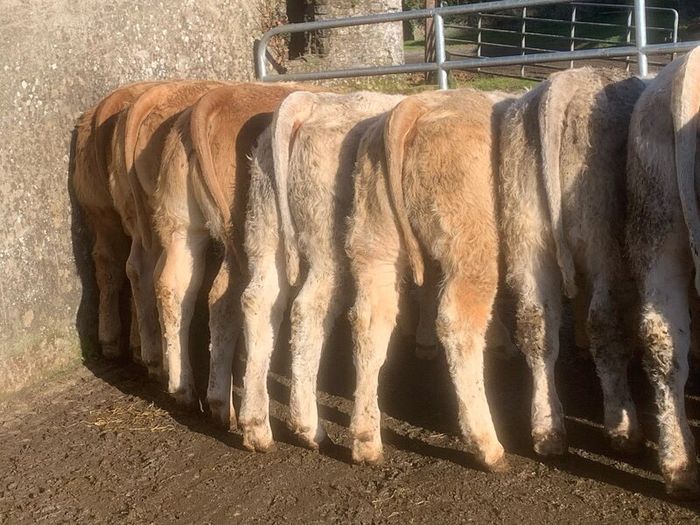 20 u grade charlaois and limousine heifers