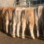 20, 320kg u grade charlaois and limousine heifers Image 2