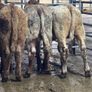 4 top quality suckler bred bull Weanlings for sale Image 6
