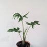 Alocasia Pink Passion Plant Image 2