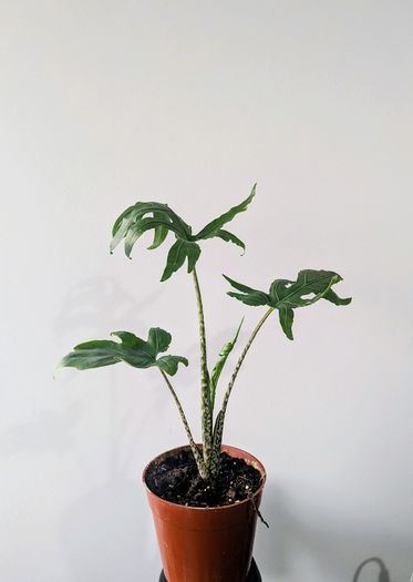 Alocasia Pink Passion Plant