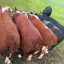 Purebred heifers Image 7