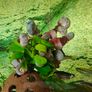 Aquarium Snails Ramshorn & Malaysian Trumpet(Melania) Image 2
