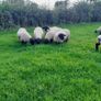 Rams Image 4